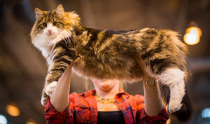 Cat show, adoption events set for June
