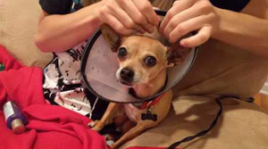 Get your Chihuahua fixed for just $20