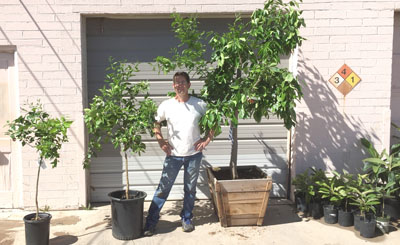 Citrus trees available at pop-up nurseries