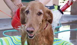 Rescue Rinse event aids senior animals