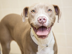 Young pit-bull terrier needs active home