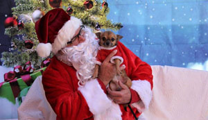 Pet photos with Santa benefit dog rescue
