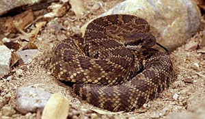 Do’s and don’ts of rattlesnake encounters