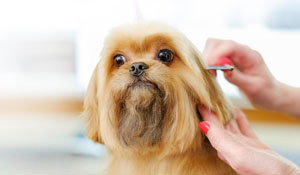 Grooming is good for your pet’s health