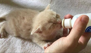 ‘Bottle baby’ fosters sought for kittens