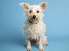 Cairn Terrier mix is easy to like