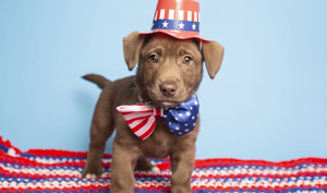 Prepare pets to stay calm during fireworks