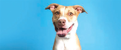 Hummingbird is sweet pit bull terrier, pointer mix