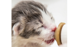 Become bottle baby foster hero for kittens