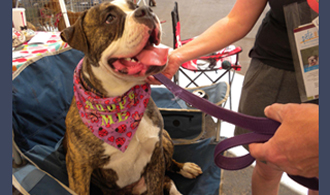 Adopt a furry friend at outdoor PACC91 event