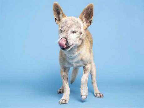 Esteban is a handsome eight-year-old chihuahua who lost his sight, but still has loving companionship to offer (photo courtesy of Arizona Humane Society).