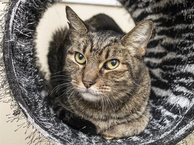 ‘Old soul’ tabby seeks quiet, calm home