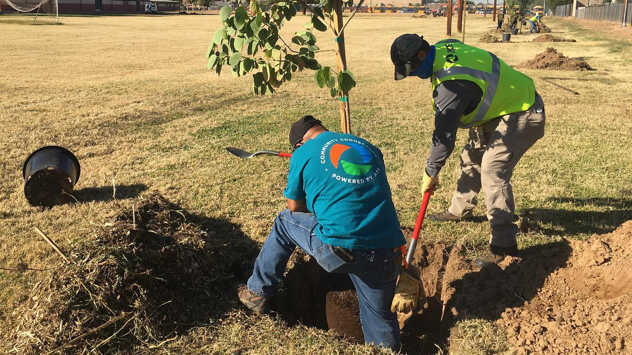 Groups can apply for tree planting support