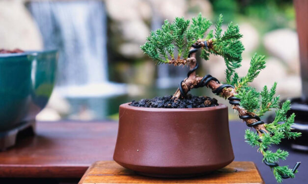 Bonsai for Beginners