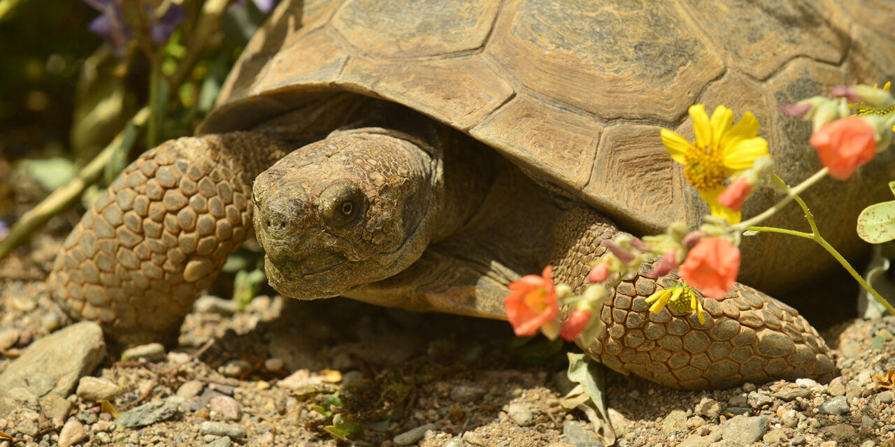 Tortoises can be forever friends
