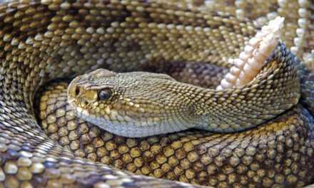 Learn about rattlesnake behavior