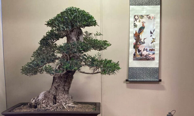 Phoenix Bonsai Society Spring Sale