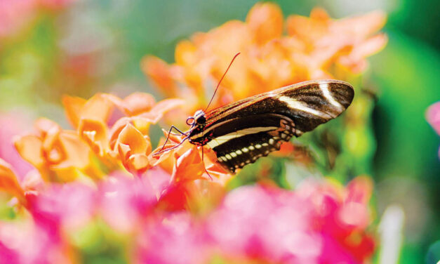 Majestic Mariposas