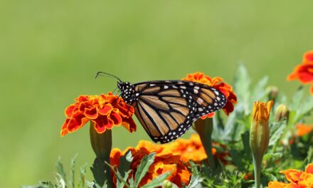 Butterfly gardening class offered