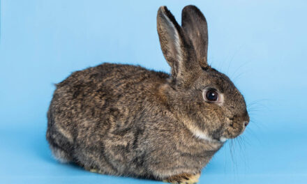 Rescued rabbit looks for second chance