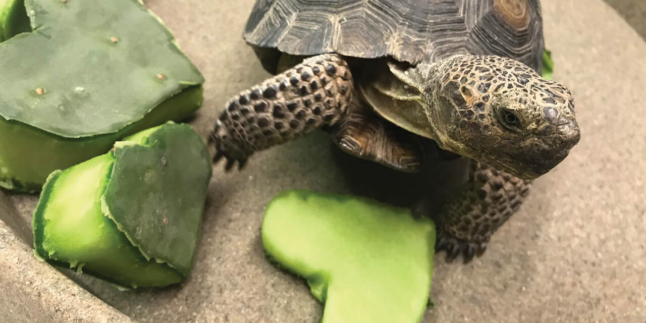 Desert tortoises still need homes