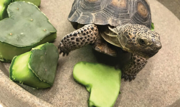 Desert tortoises still need homes