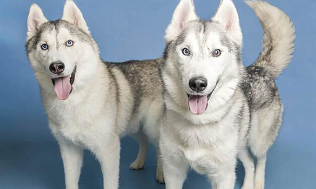 Pet of the Month: Dynamic duo sticks together
