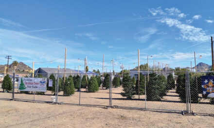 Scouts host Christmas tree lot