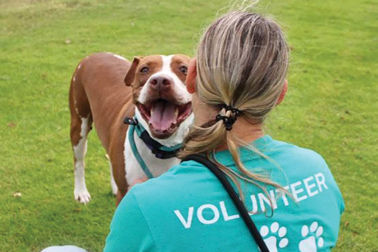 Pet shelter volunteers needed