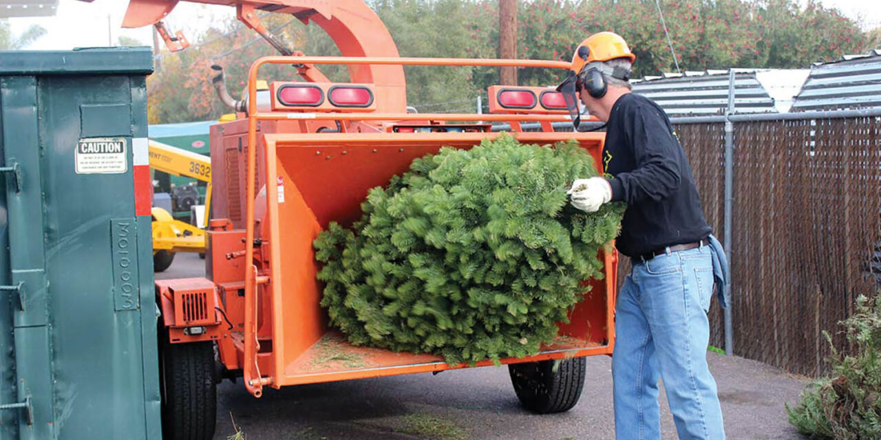 Christmas tree composting available