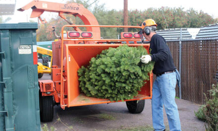 Christmas tree composting available
