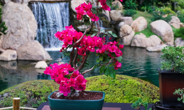 Annual Bonsai & Pottery Exhibit
