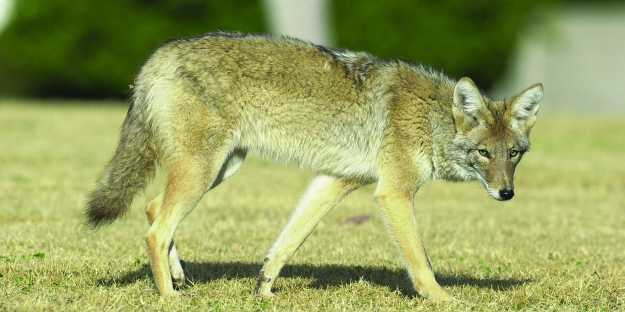 Neighborhoods prove tempting to coyotes