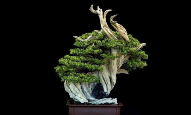 Annual Bonsai Show