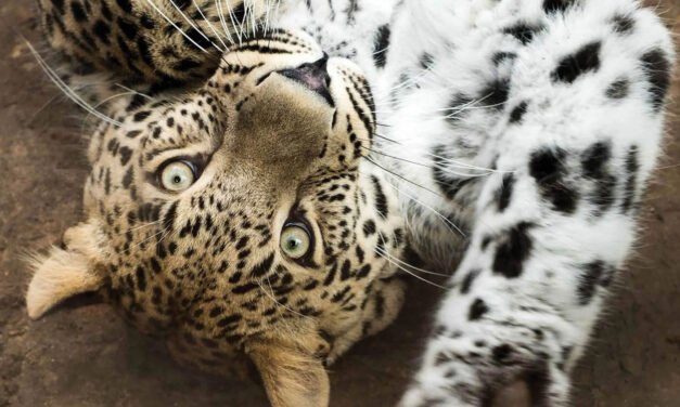 Art on the Wild Side: ‘The Bigger Picture’