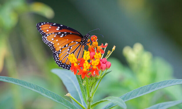 Great Milkweed Grow Out Tour