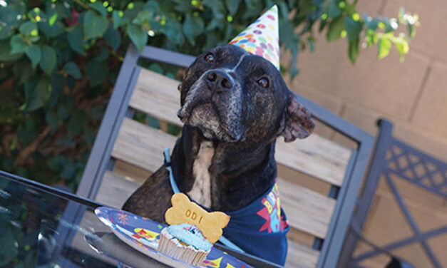 Grant supports senior dogs