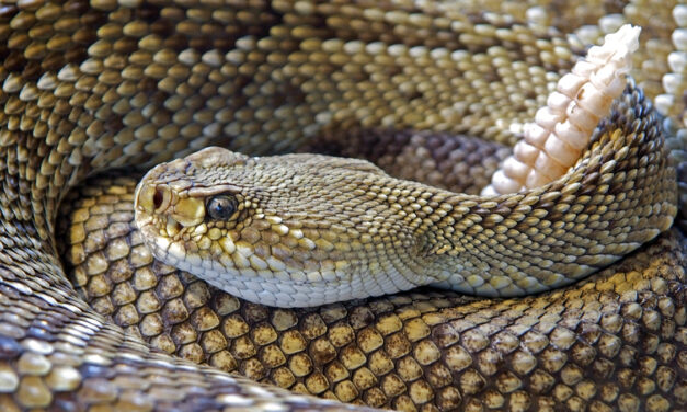 Ask a Ranger/Rattlesnake Garage