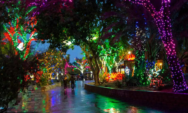Zoolights