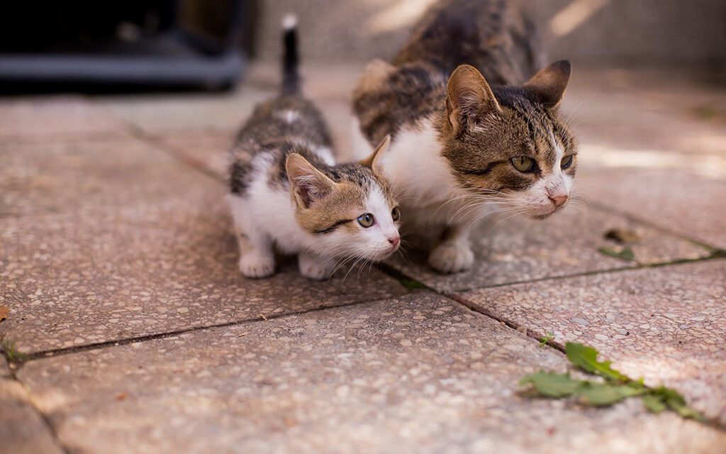 Clinic offers spay, neuter, more