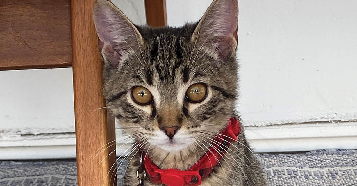 North Central Pet Tales: Beautiful Binzer rules the roost