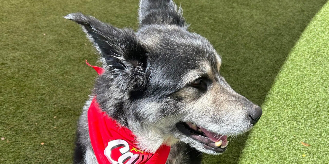 AAWL teams with Cane’s