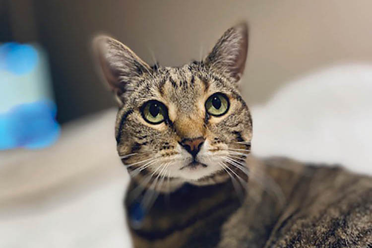 North Central Pet Tales: Meet Daisy, the ‘foster failure’