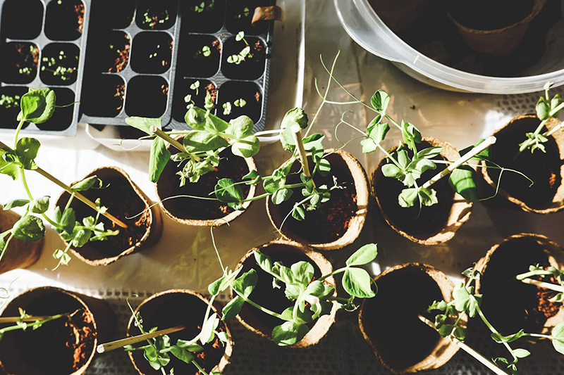 Center hosts summer gardening event