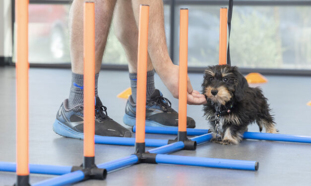 Group dog training specials offered