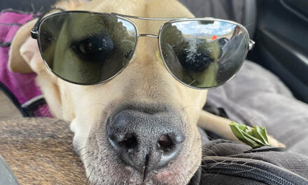 North Central Pet Tales: Beautiful Bonnie thrives after last-minute rescue