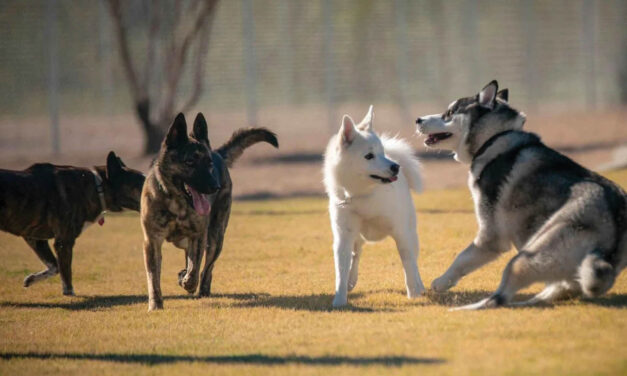 Dog park closures for the summer