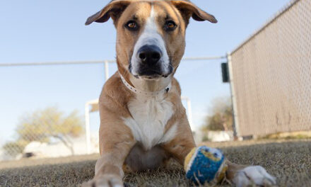 Keep pets safe in summer heat