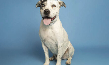 Buddy is a charmer looking for a forever family