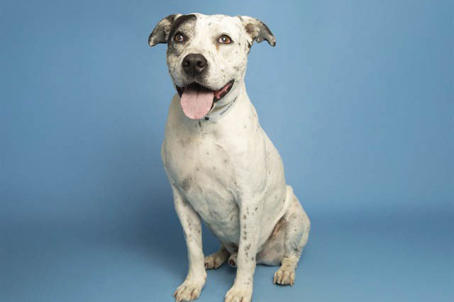Buddy is a charmer looking for a forever family